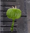  Fruit